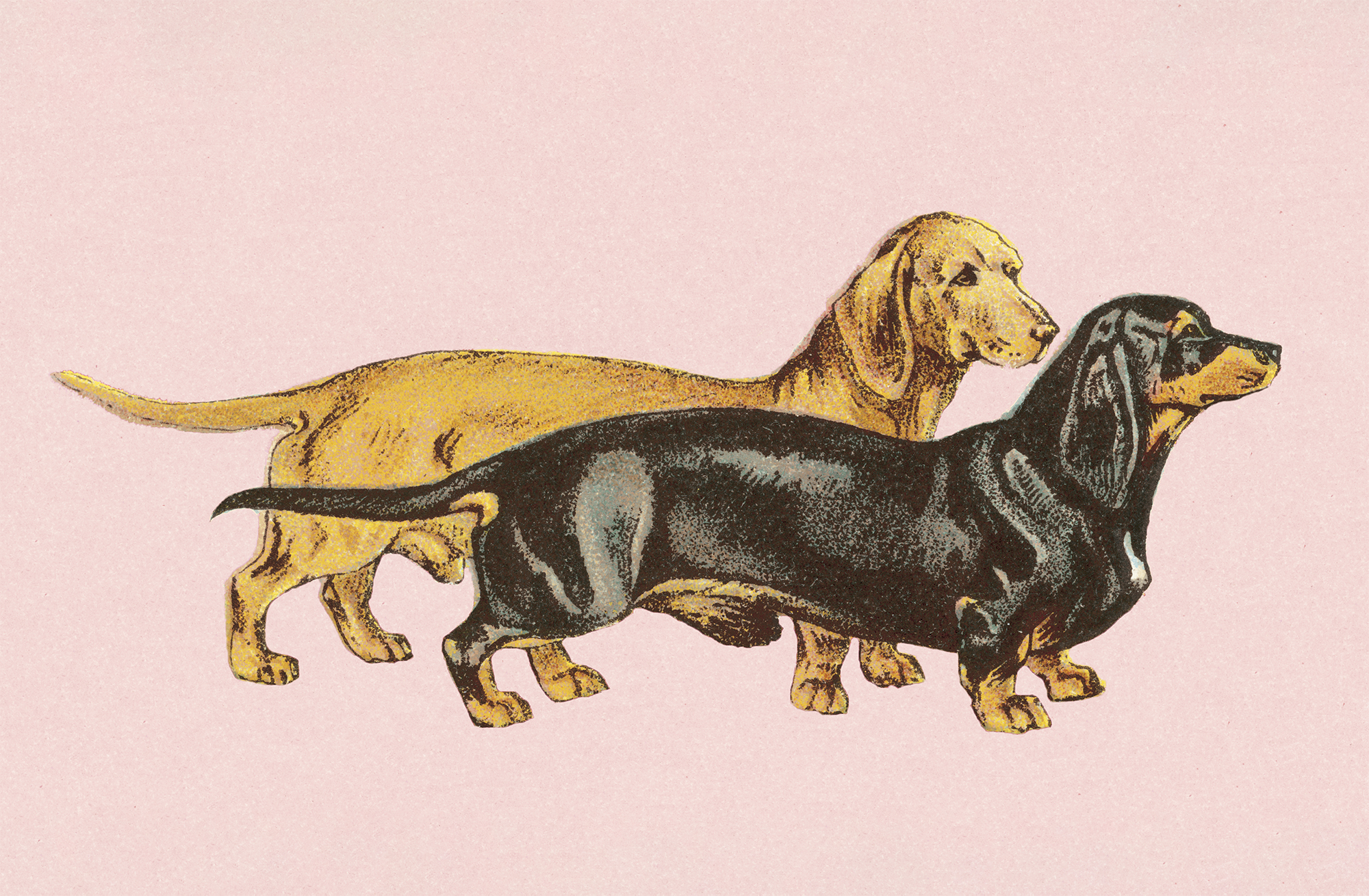 Proper Pup Etiquette - Vimarsana News