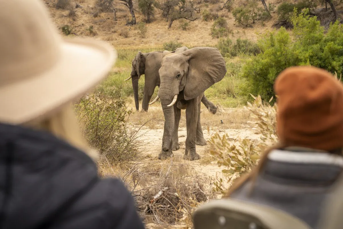 Tourists get close to wildlife at Klaserie Private Nature Reserve, South Africa. (Klaserie Drift Safari Camps)