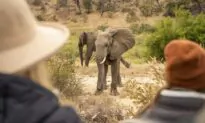 South African Adventure: Kruger and Klaserie