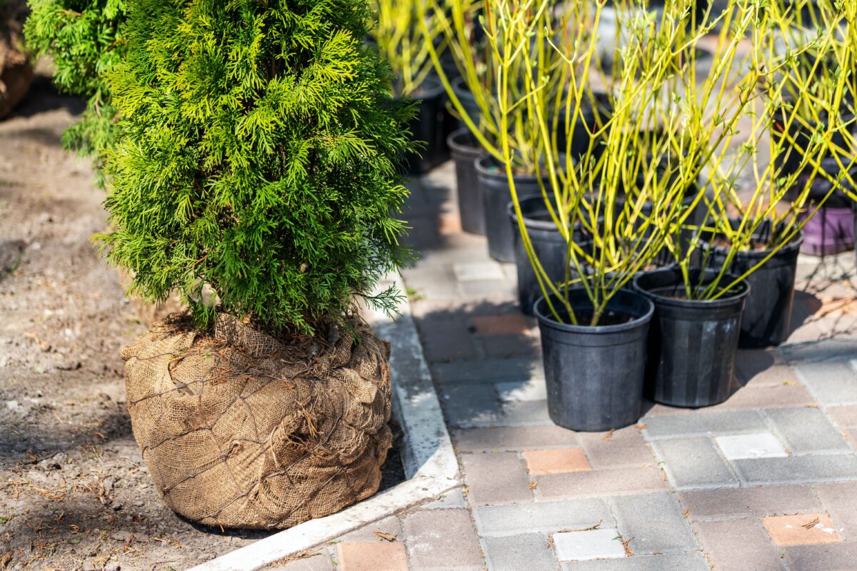 NextImg:Buy a Tree in a Pot or Balled and Burlapped?