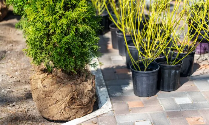 Buy a Tree in a Pot or Balled and Burlapped?