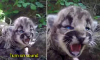 VIDEO: Biologists Discover Adorable Trio of All-Female Mountain Lion Kittens in Den North of Los Angeles