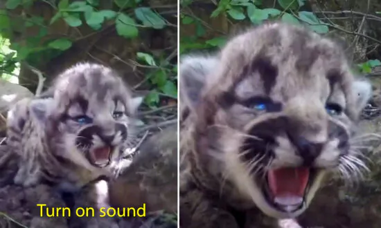 VIDEO: Biologists Discover Adorable Trio of All-Female Mountain Lion Kittens in Den North of Los Angeles