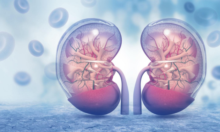 Osteoporosis, Tinnitus, and Hair Loss Are Kidney Related, Tips on Invigorating Renal Function