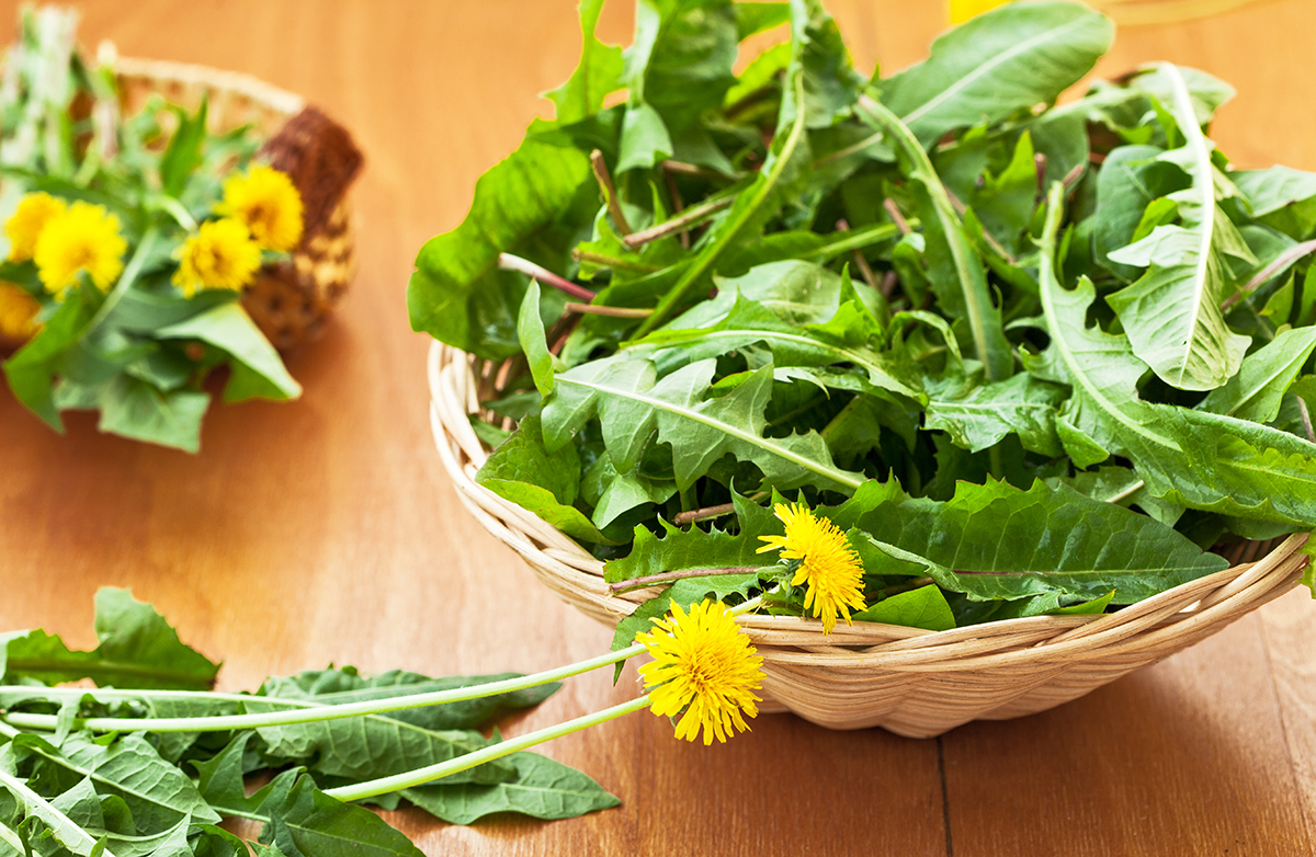 More Than a Weed: 8 Health Benefits of Dandelions - Vimarsana News