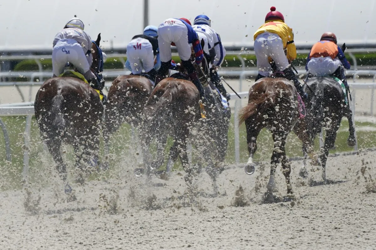 Horses kick up the new synthetic track surface as they race at Gulfstream Park in Hallandale Beach, Fla., on Sept. 30, 2021. (Wilfredo Lee/AP Photo)