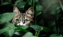 Colorful Reflector in Cat’s Eye Enhances Night Vision