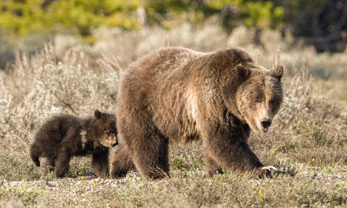 Famous Bear 'Queen of the Tetons' Breaks Record, Emerges From Hibernation at Age 27 With a New Cub