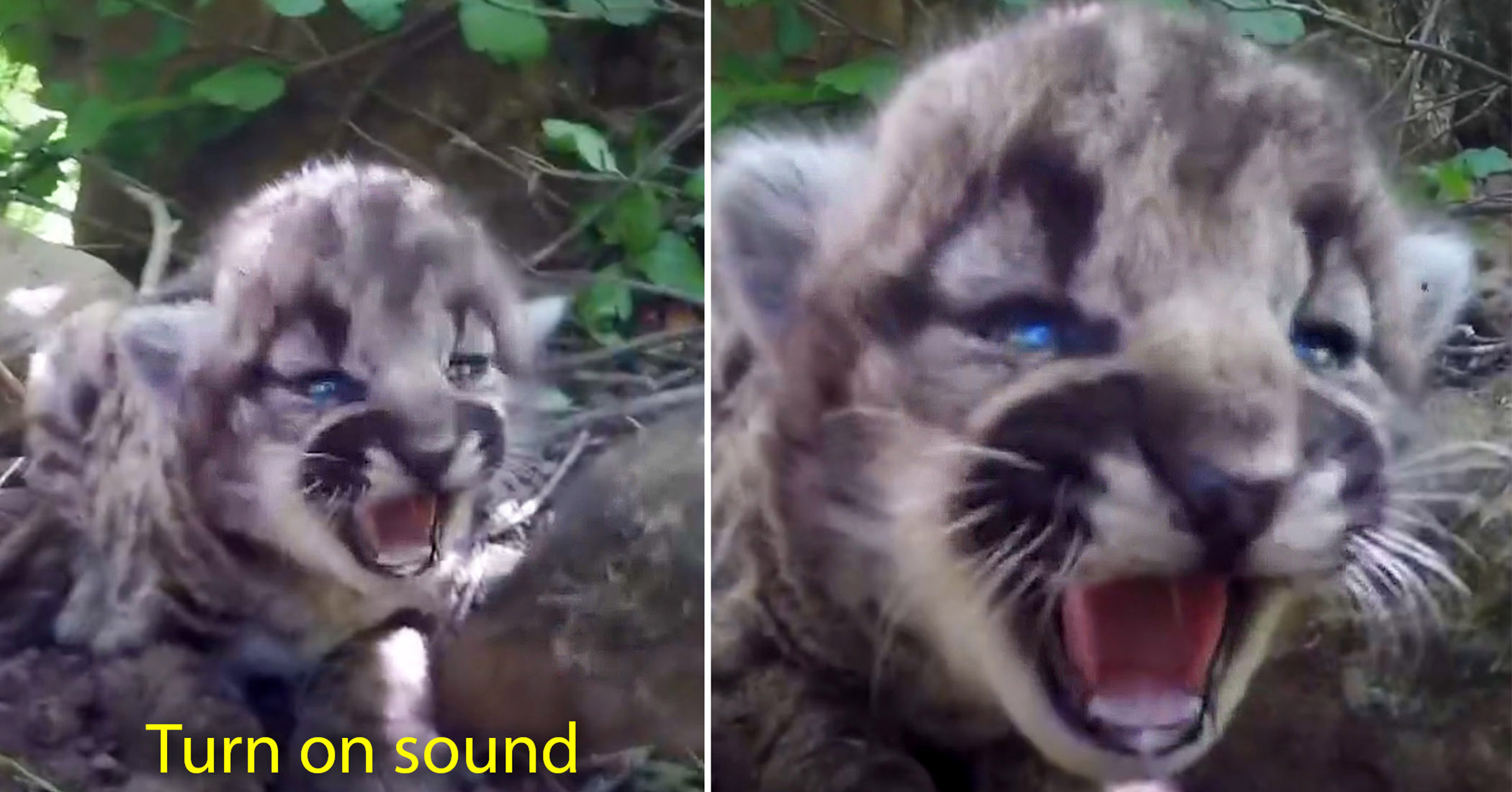 VIDEO: Biologists discover adorable trio of all-female mountain lion kittens in den north of Los Angeles