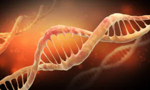 Researchers Discover Popular Sweetener Damages DNA