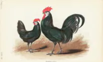 ‘To Raise Poultry’: The Humor in Humanity