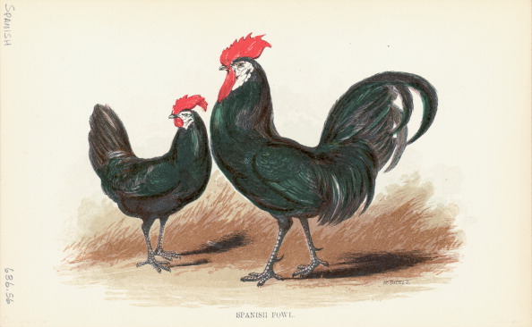 NextImg:‘To Raise Poultry’: The Humor in Humanity