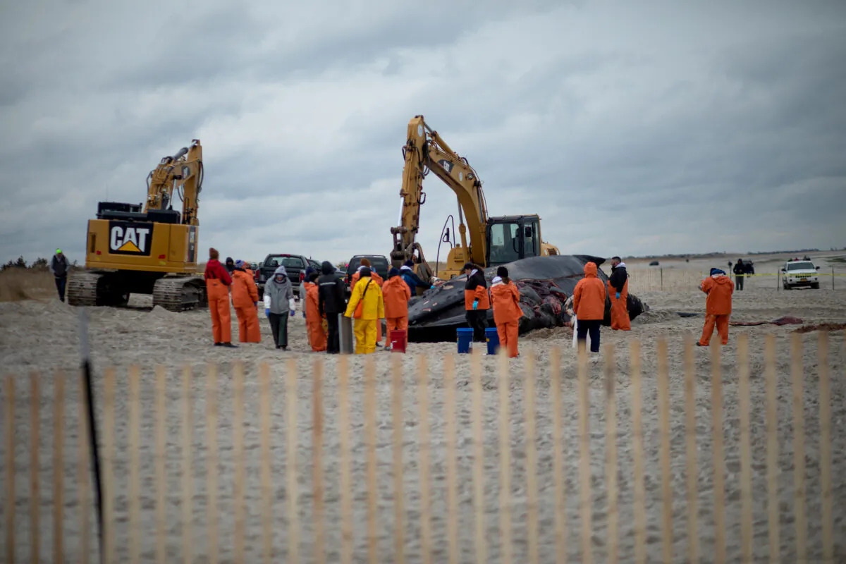 Members of the Northwest Atlantic Marine Alliance practice a necropsy on the carcass of a humpback whale at Lido Beach in Long Island, N.Y., on Jan. 31, 2023. (Kena Betancur/AFP via Getty Images)