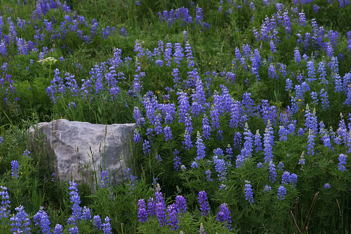 Mountain wildflowers near Crested Butte, Colorado. (Brent Coulter/Dreamstime/TNS)