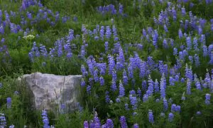 Colorado Wildflowers Could Be Epic This Year Thanks to Abundant Snowpack, but Other Factors in Play