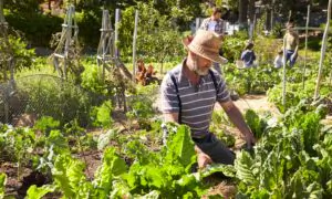 The Joys and Tribulations of the Budding Community Gardener