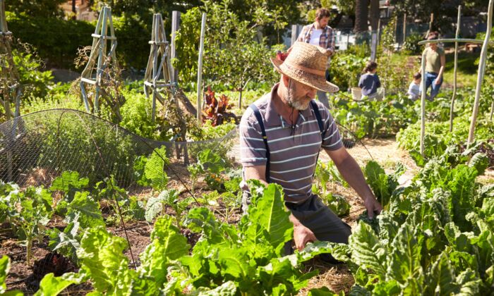 Gardening Boosts Health Perceptions for Older Cancer Survivors