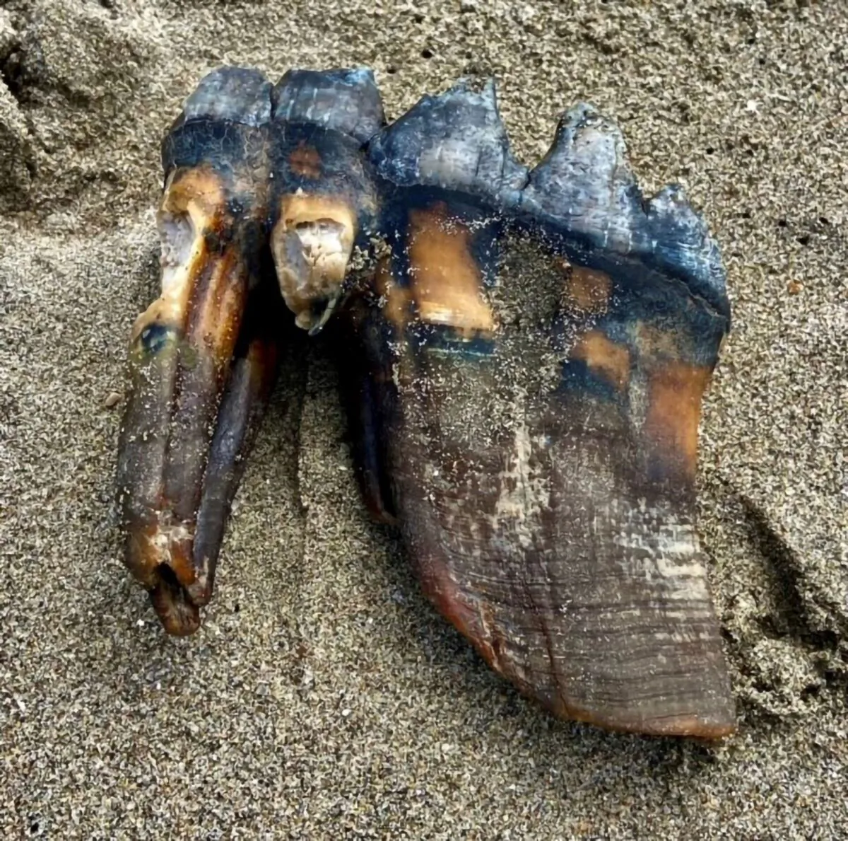 A Mastodon Tooth in the sand at an Aptos, Calif., beach in this May 26, 2023 photo. (Jennifer Schuh via AP)