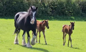 VIDEO: Sad Mare ‘Adopts’ 2 Orphaned Racehorse Foals After Giving Birth to a Stillborn Baby