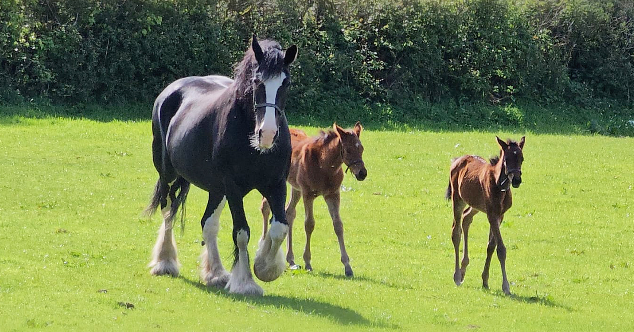 VIDEO: Sad mare 'adopts' 2 orphaned racehorse foals after giving birth to a stillborn baby