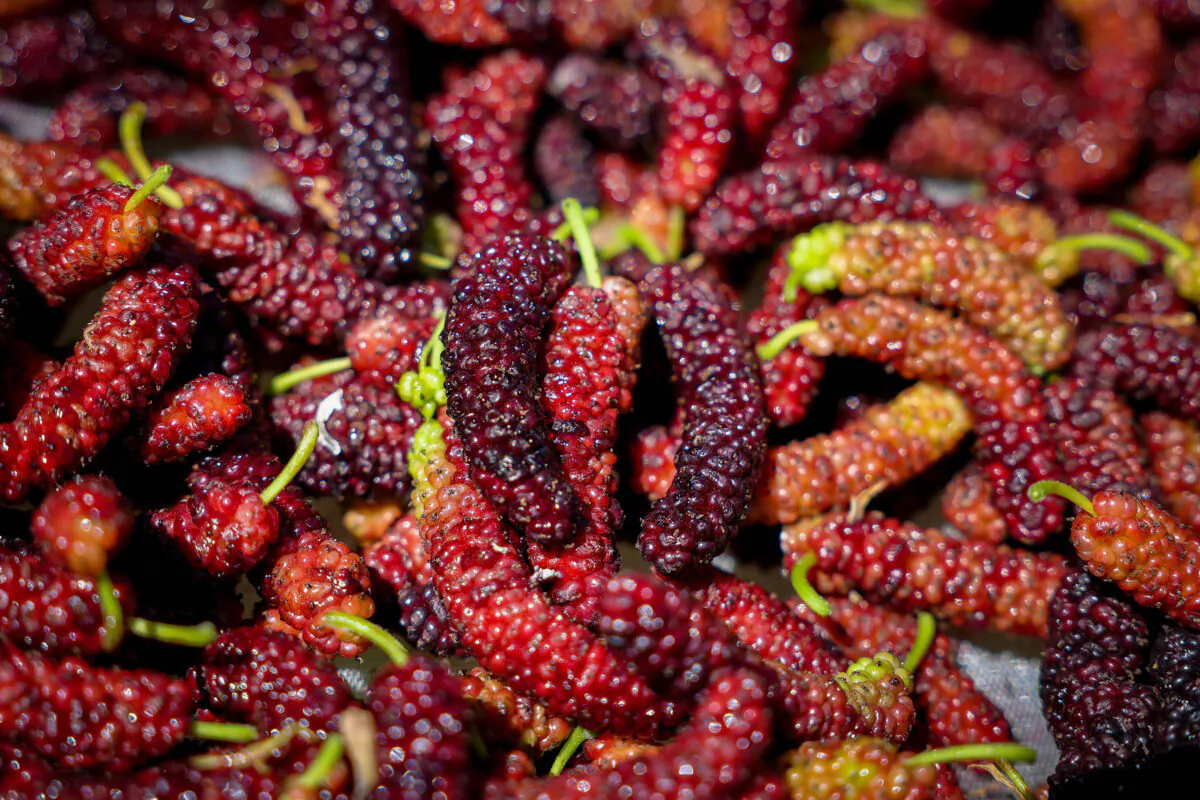 Ripe mulberries sit in nets attached to carts designated to shake trees as part of the harvest season at Habitera Farms in Brentwood, California, on Wednesday, May 17, 2023. (Ray Chavez/Bay Area News Group/TNS)