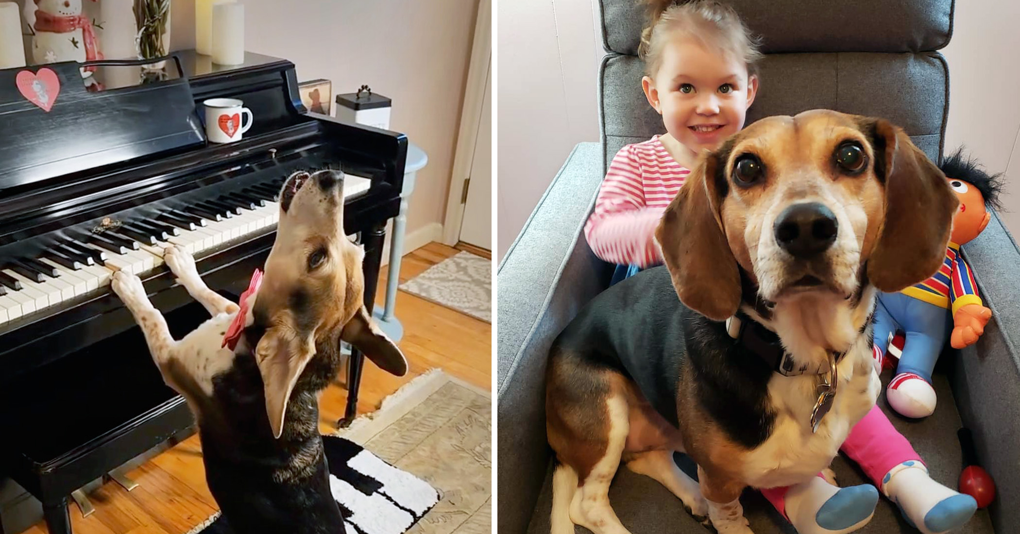 VIDEO: Blind dog loves to play piano and sing with his sister, making the cutest band ever