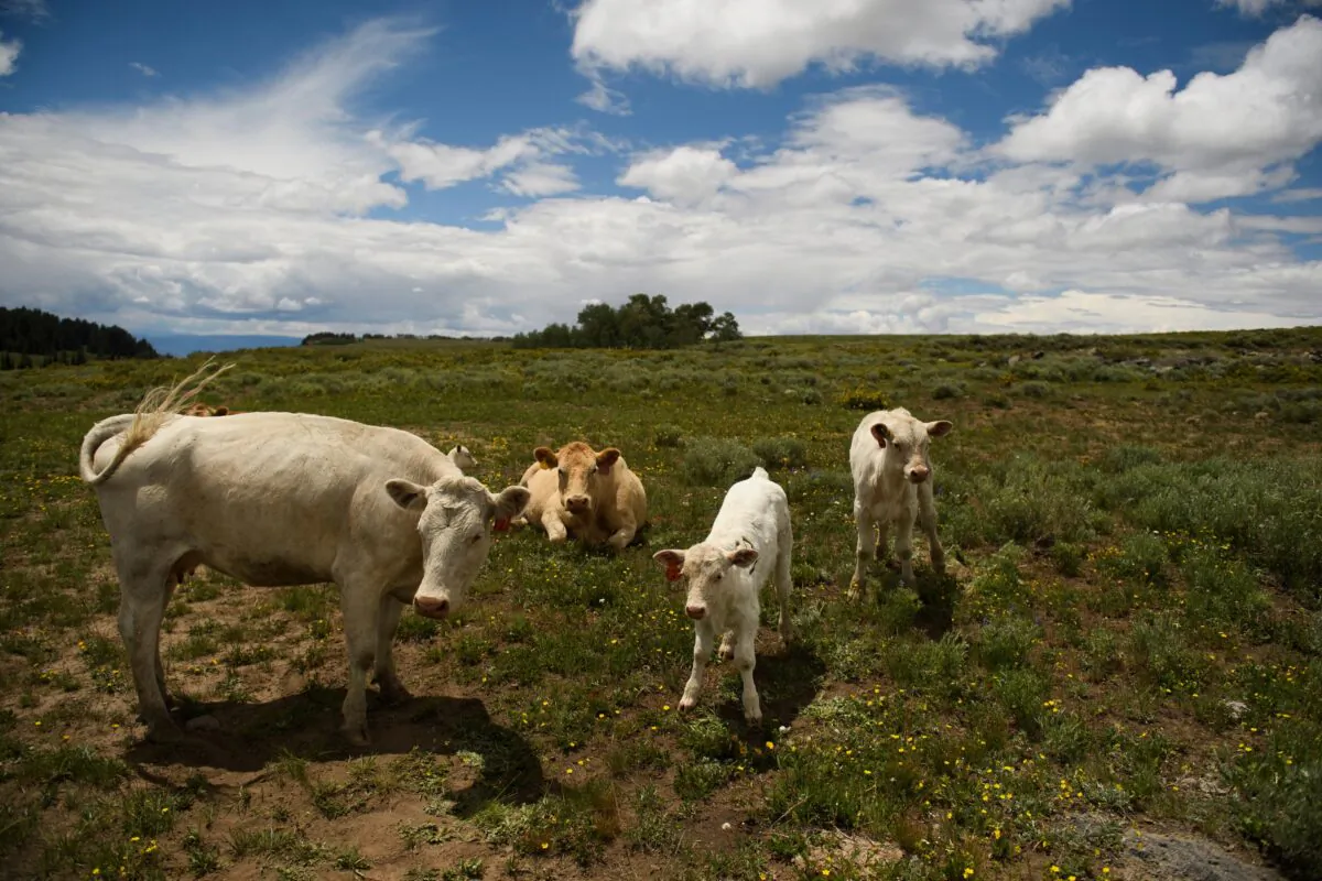 Cows and their calves in a file photo. (Patrick T. Fallon/AFP via Getty Images)