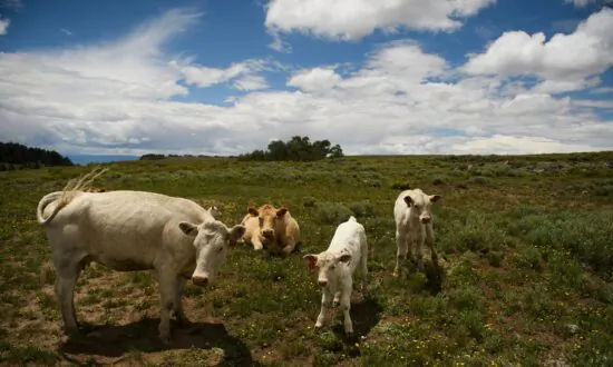 Irish Farmers Raise Alarm Over Government’s Proposal to Kill Off 200,000 Cows to Meet Emissions Reduction Goals