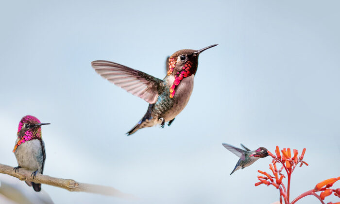 This Jewel-Like Bird Is so Small, It's Often Mistaken for a Bee—But It's Really the Bee Hummingbird