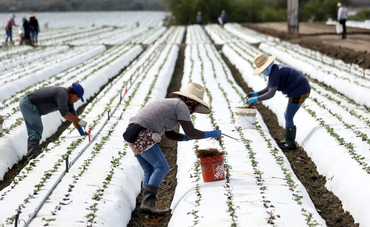 Farm workers tend a strawberry field near Ventura, Calif., on Aug. 5, 2022. (Mario Tama/Getty Images)
