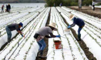 Newsom Signs Bill Eliminating Union Vote-by-Mail for Farm Workers