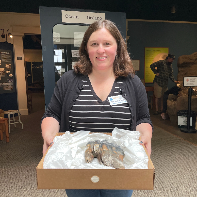 NextImg:Woman Found Ice-Age Mastodon Tooth on California Beach