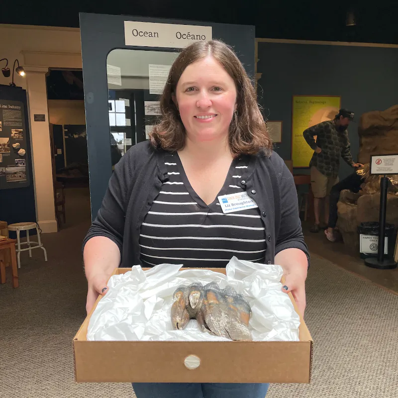 Liz Broughton, the Visitors Services Manager at the Santa Cruz Museum of Natural History holds the newly found mastodon tooth on May 31, 2023 (Ted Lin/The Epoch Times)