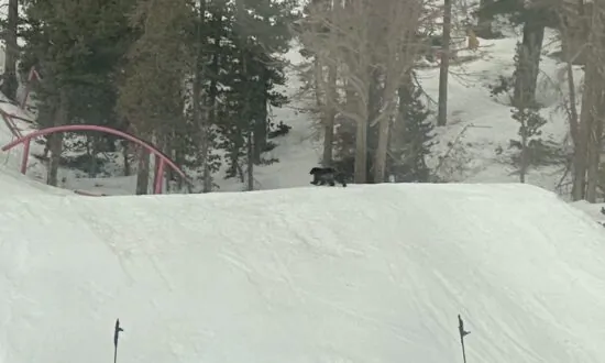 Wolverine Spotted in California, Only Second Time in 100 Years