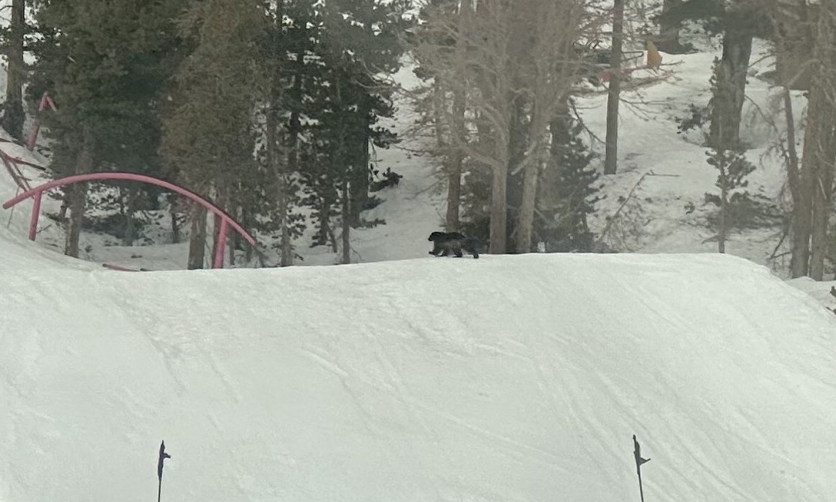 NextImg:Wolverine Spotted in California, Only Second Time in 100 Years