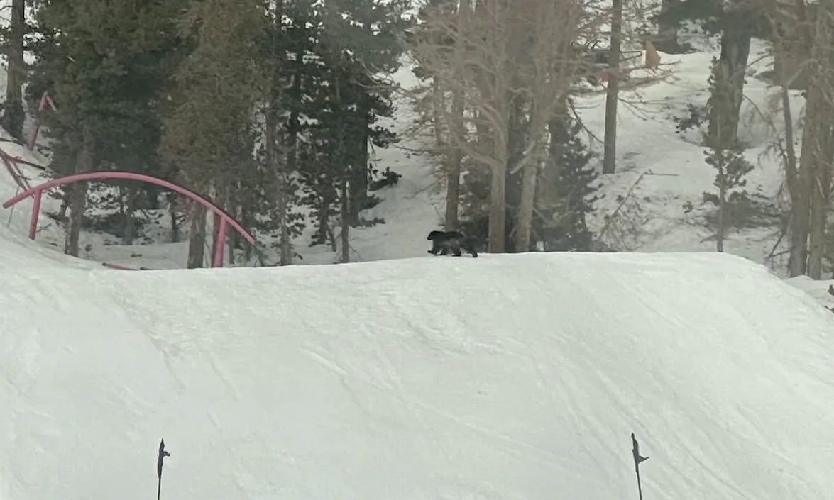 A wolverine heads up a ski slope at the Mammoth Mountain Ski Area in California, May 2023. (Courtesy of Ryan Campbell)