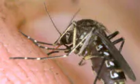 Why More Mosquitoes Are Showing Up in Canada
