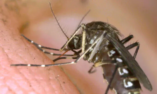 Why More Mosquitoes Are Showing Up in Canada