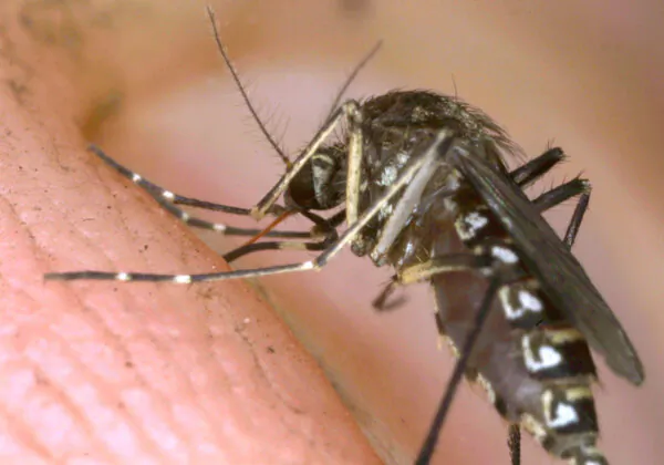 A female mosquito begins to bite the photographer's hand in a file photo. (Tom Ervin/Getty Images)