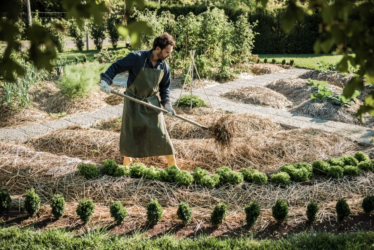 Straw is a very useful mulch in the garden. (stefanolunardi)