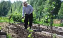 The Cheapskate Gardener