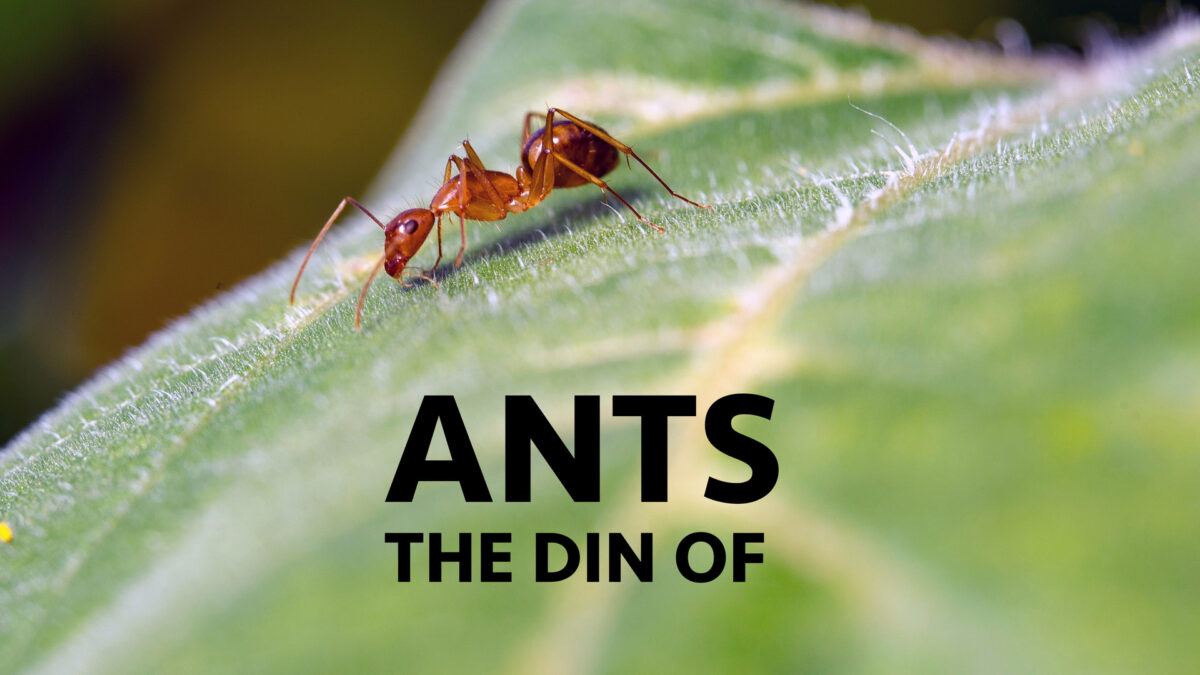 NextImg:The Din of Ants