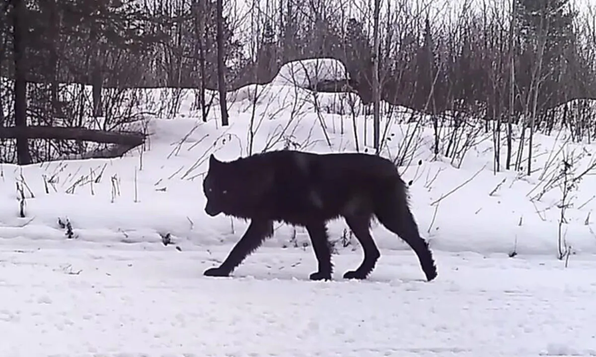 (Courtesy of Voyageurs Wolf Project)