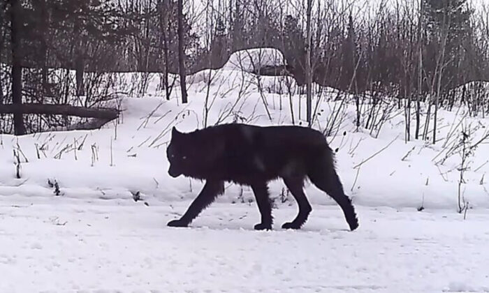 ‘It’s Almost Surreal’: Rare Lone Black Wolf Caught on Wildlife Camera in Minnesota