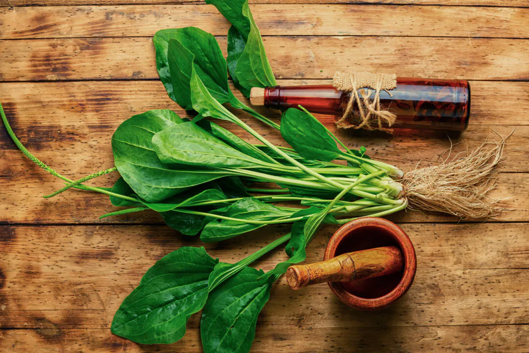 Plantain: A First Aid Weed With Antibiotic, Antiviral, and Pain-Blocking Effects