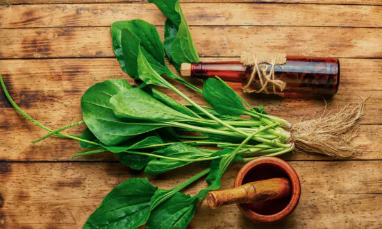 Plantain: A First Aid Weed With Antibiotic, Antiviral, and Pain-Blocking Effects