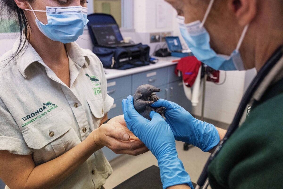 NextImg:Underpaid Casuals at Australia's Taronga Zoo Get $2.6M in Back Pay
