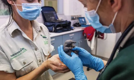 Underpaid Casuals at Australia’s Taronga Zoo Get $2.6M in Back Pay