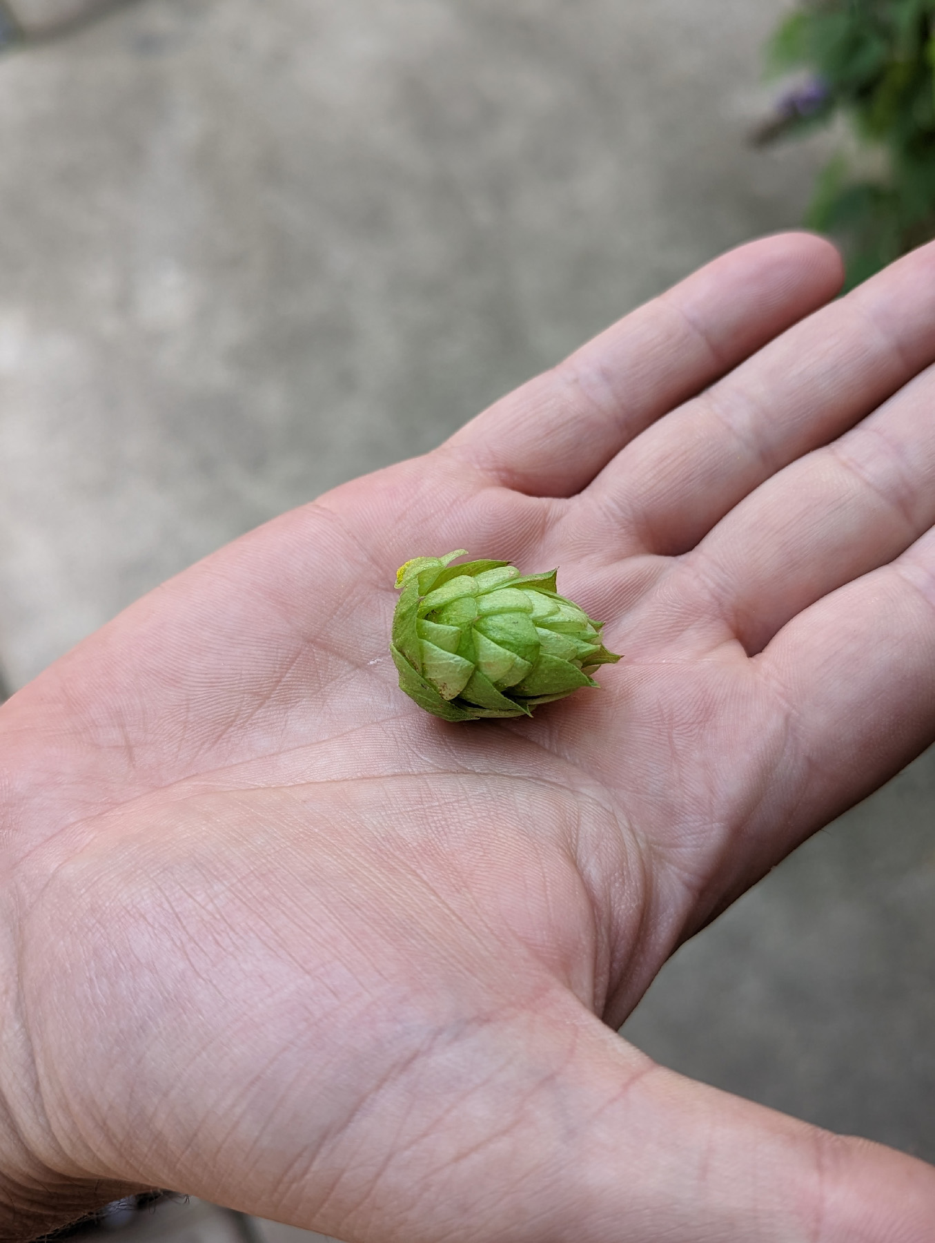 Hop is the plant, and hops are the flowers that give beer its bitter taste and fruity flavors.