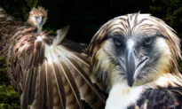 Rare ‘Monkey-Eating’ Philippine Eagle: One of the World’s Largest Birds With Blue-Gray Eyes and They Mate for Life